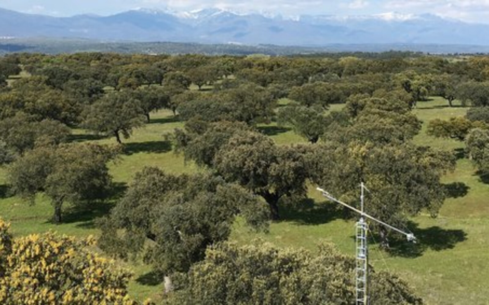 Majadas de Tiétar ecosystem station in a Mediterranean dehesa